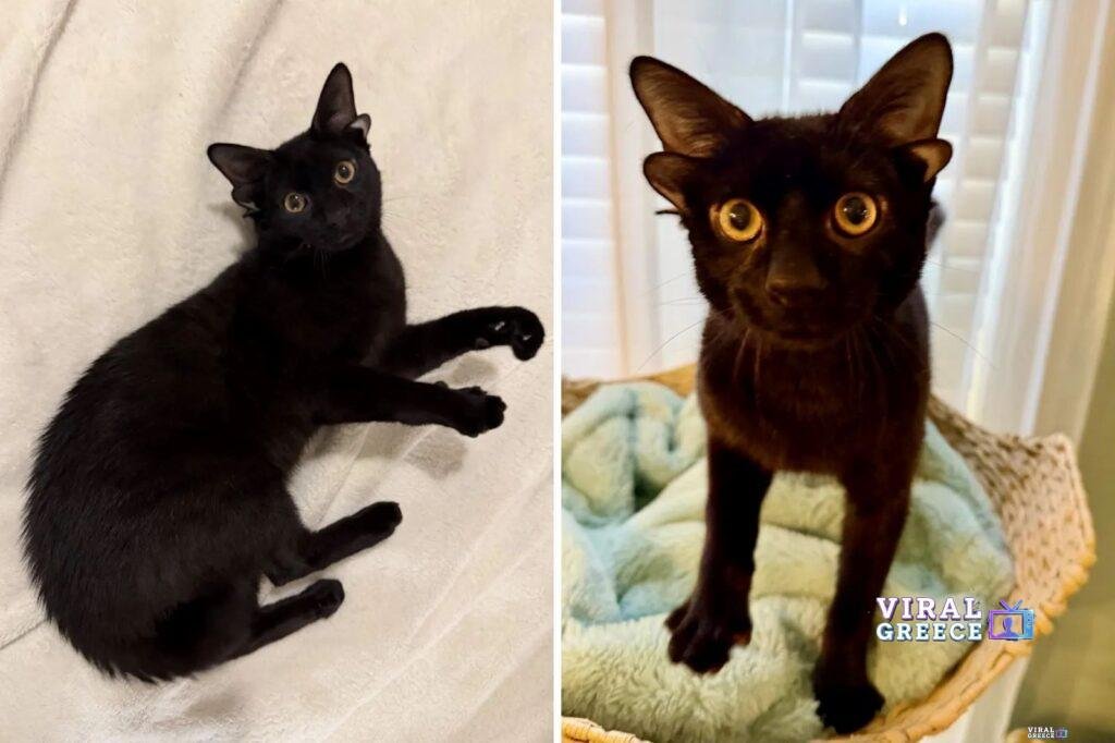 dobby cat 2 Viral Greece