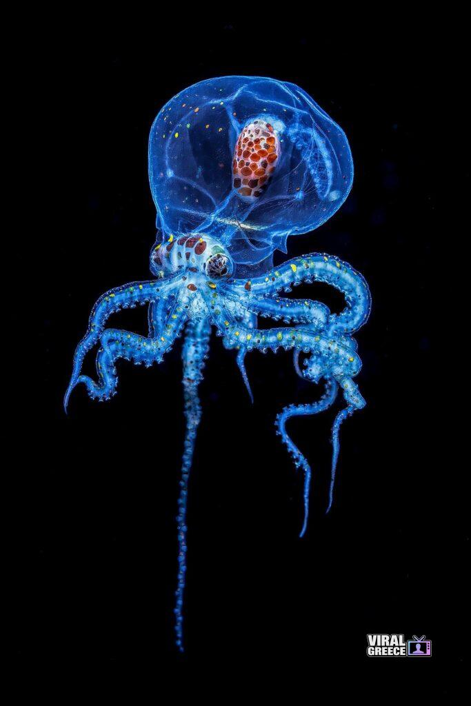 edgar117 octopus 8562474 1920