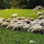 ioan-provata-768x416