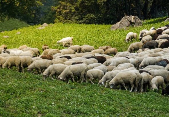 Πρέβεζα: Αρνητικά όλα τα νέα δείγματα για ευλογιά σε κτηνοτροφικές μονάδες ioan-provata-768x416