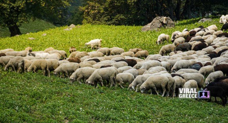 Πρέβεζα: Αρνητικά όλα τα νέα δείγματα για ευλογιά σε κτηνοτροφικές μονάδες ioan-provata-768x416