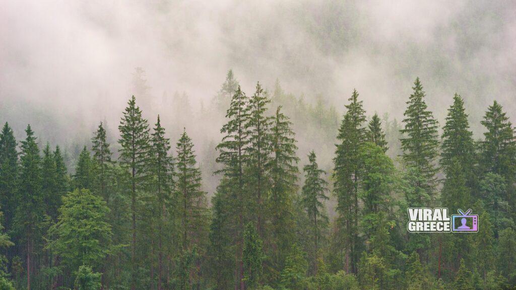 jplenio forest 3082836 1920 Viral Greece