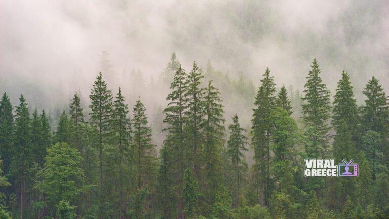 jplenio-forest-3082836_1920