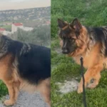 kalipso skylos foinikia Viral Greece
