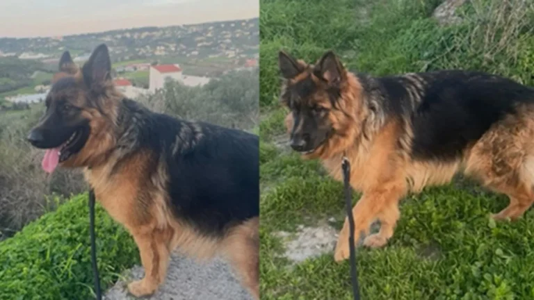 kalipso-skylos-foinikia