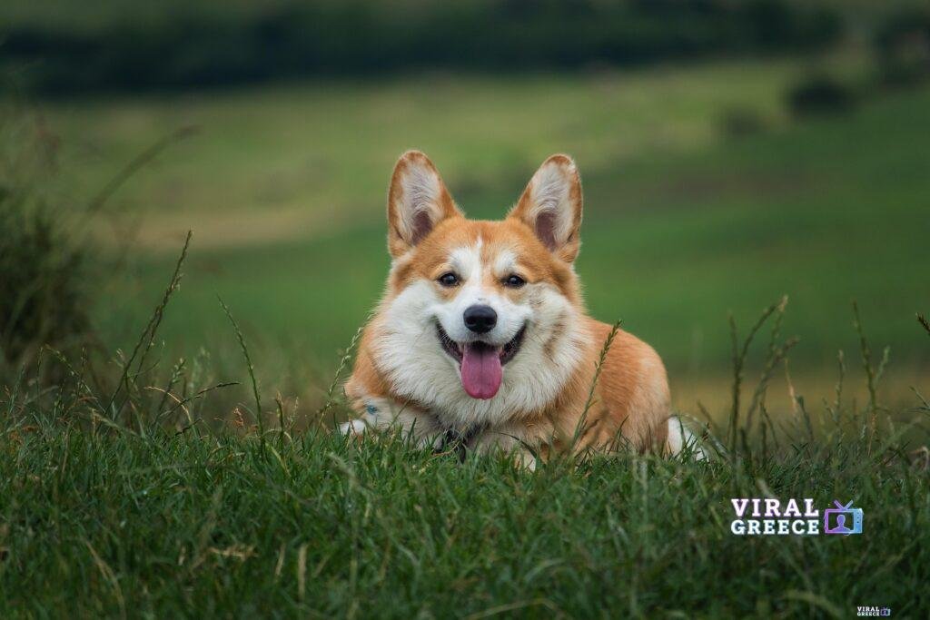 molnarszabolcserdely dog 6389277 1920 Viral Greece