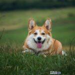 molnarszabolcserdely dog 6389277 1920 Viral Greece