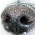 nicolas debray macro 5362503 1920 Viral Greece