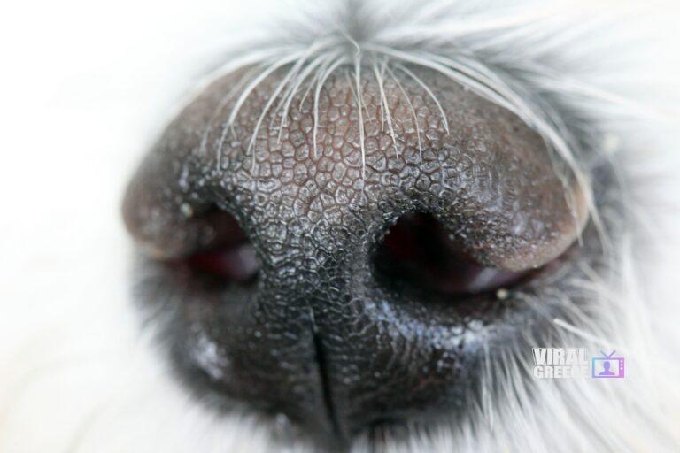 nicolas-debray-macro-5362503_1920