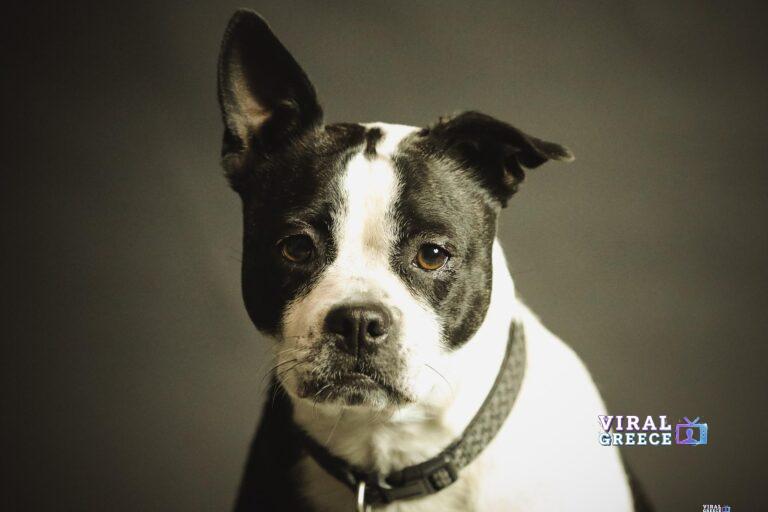 pexels-dog-2178696_1920