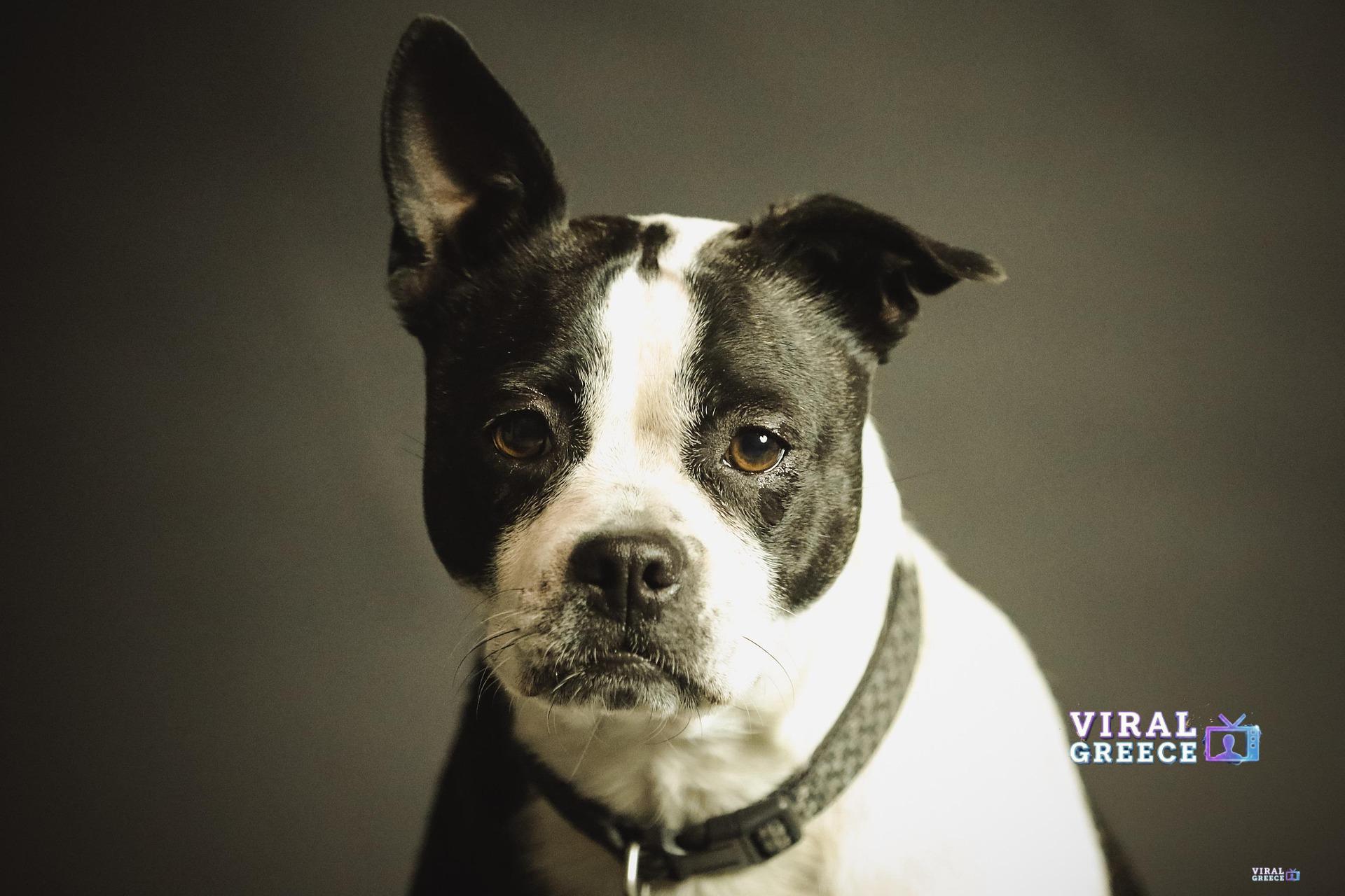 Θεσσαλονίκη: 68 σκυλιά ζούσαν σε άθλιες συνθήκες σε μονοκατοικία – Συνελήφθη 55χρονος pexels-dog-2178696_1920