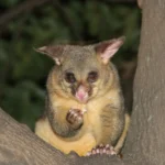 possumjpg Viral Greece