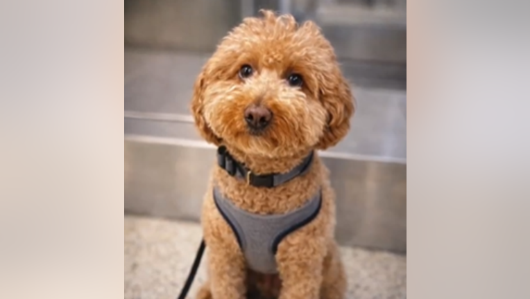 Σκύλος που εγκαταλείφθηκε σε αεροδρόμιο του Λας Βέγκας βρήκε νέο σπίτι στον αστυνομικό που τον έσωσε screenshot-2026-02-18-144431.png