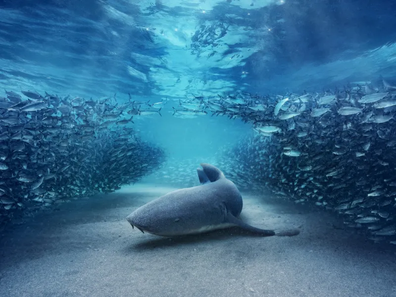 ΣΚΑΪ – BBC Studios: 20 χρόνια συνεργασίας και ένα νέο κεφάλαιο συμπαραγωγών skai and bbc