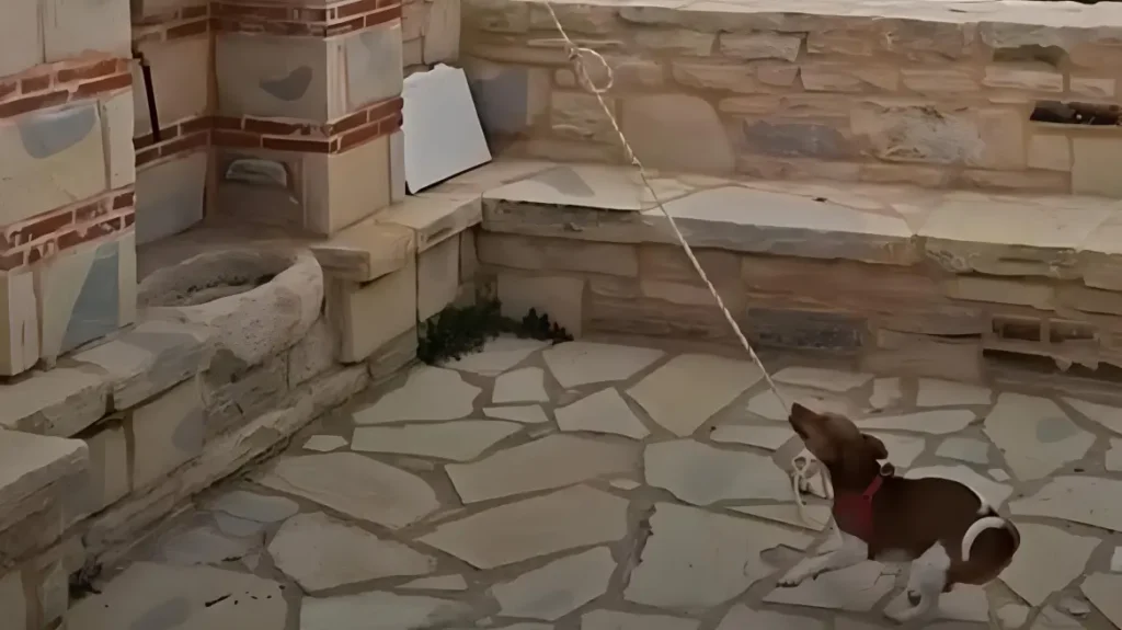 skylos kriti Viral Greece
