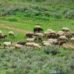 w10 115310w04103532w19112318w15161425w08191221animals Viral Greece
