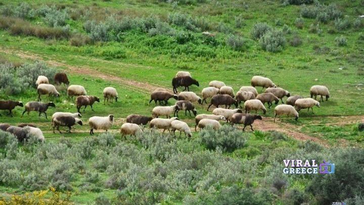 Αιγοπρόβατα: Με ενδοστομαχικό βόλο η επιδότηση από φέτος w10-115310w04103532w19112318w15161425w08191221animals
