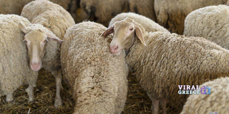 Νέα αξιολόγηση EFSA: Ο εμβολιασμός κλειδί για τον έλεγχο της ευλογιάς των αιγοπροβάτων σε Ελλάδα και Βουλγαρία ευλογια προβατων