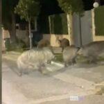 0f864fc2 image1 Viral Greece