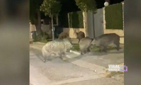 Εκάλη: Συνεχείς εμφανίσεις αγριογούρουνων – Αυξάνεται η ανησυχία των κατοίκων 0f864fc2-image1