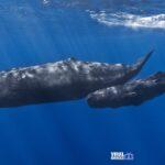 1280px-mother-and-baby-sperm-whale-768x432