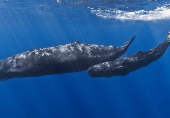 1280px-mother-and-baby-sperm-whale-768x432
