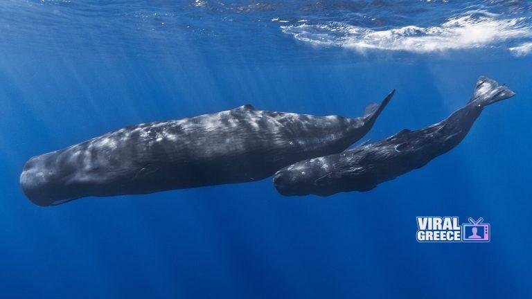 1280px-mother-and-baby-sperm-whale-768x432