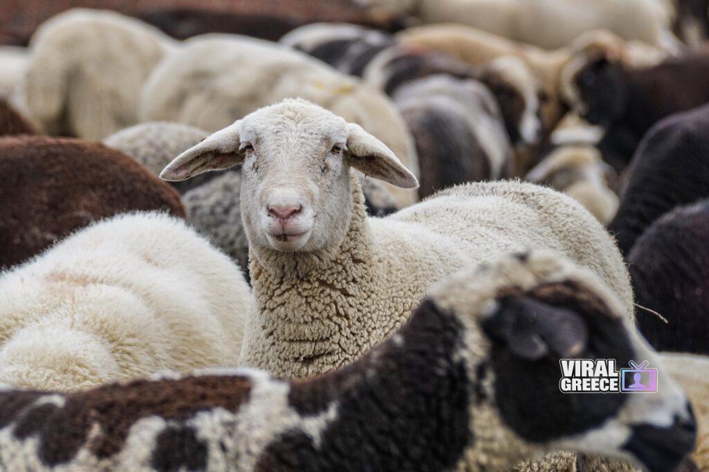 165106 sheep 4810513 1920 Viral Greece
