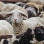 165106 sheep 4810513 1920 Viral Greece