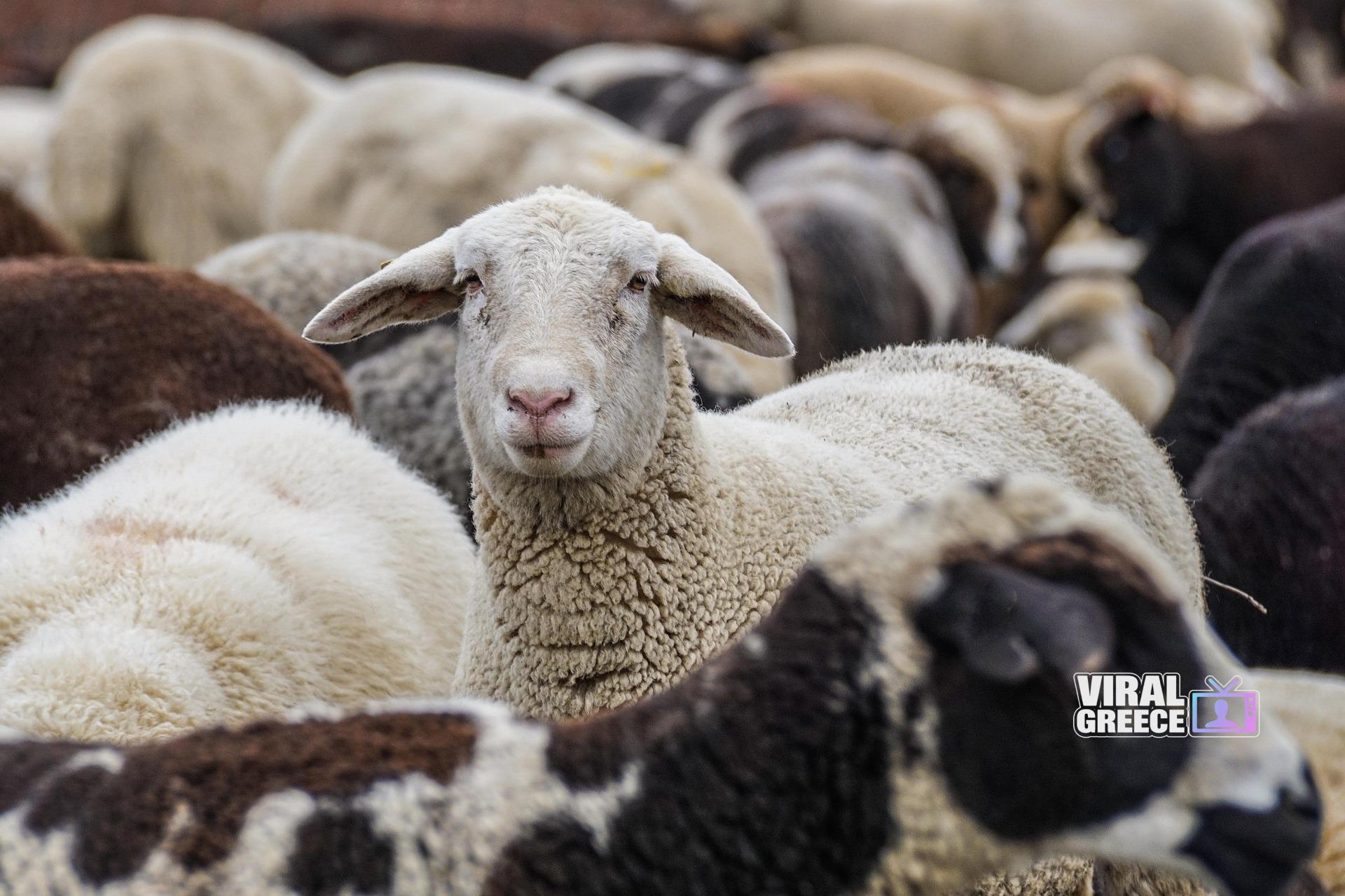 165106-sheep-4810513_1920