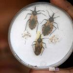 World Chagas Disease Day Viral Greece