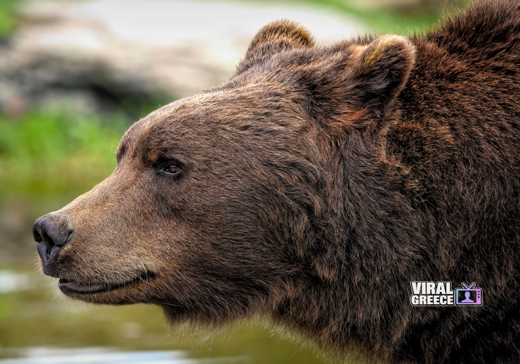 ambquinn brown bear 8164838 1920 Viral Greece