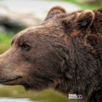 ambquinn brown bear 8164838 1920 Viral Greece