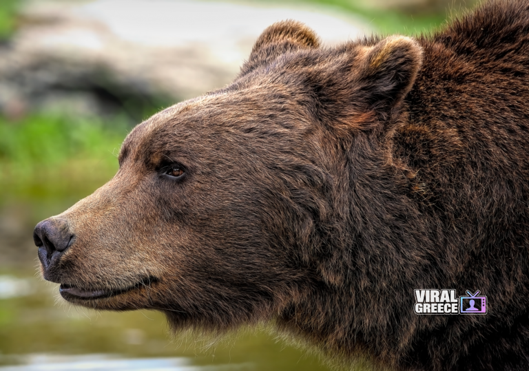 ambquinn-brown-bear-8164838_1920