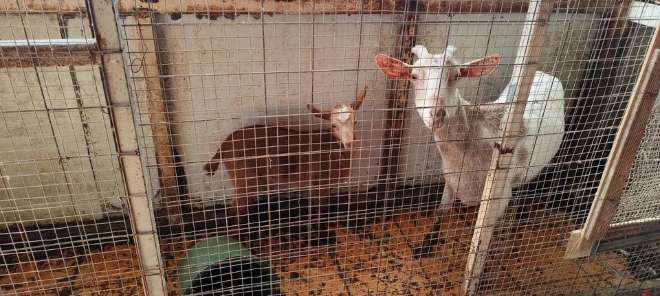 ampelokipoi zoa foto b.jpg