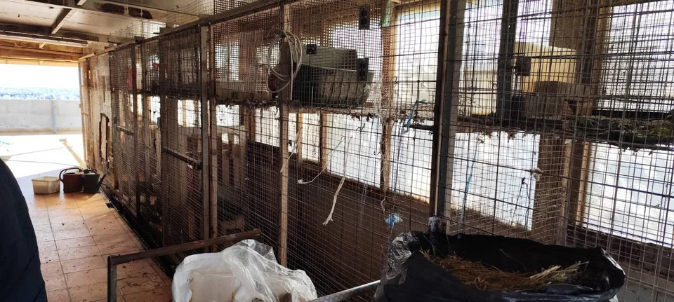 ampelokipoi zoa foto c.jpg