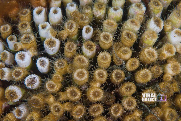 Σπάνιο κοράλλι–ύφαλος στον Αμβρακικό Κόλπο: “Nησίδες ζωής” με παγκόσμια οικολογική σημασία amvrakikos 768x515 1