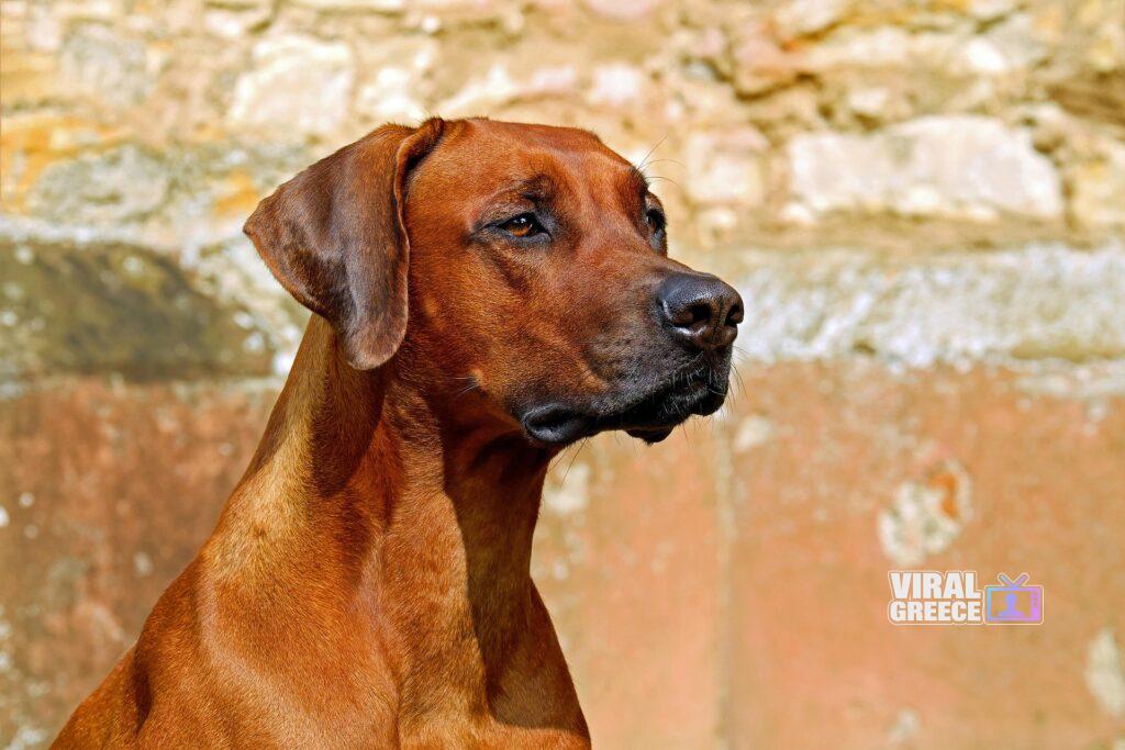 couleur rhodesian ridgeback 2727035 1920 Viral Greece