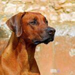 couleur rhodesian ridgeback 2727035 1920 Viral Greece