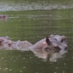 ippopotamoiescobar cnnvideopng Viral Greece