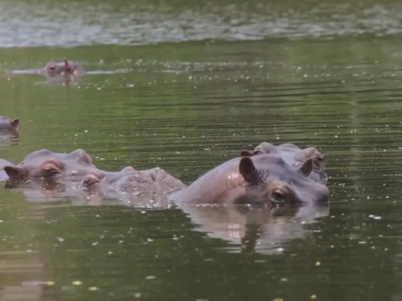 ippopotamoiescobar cnnvideo.png