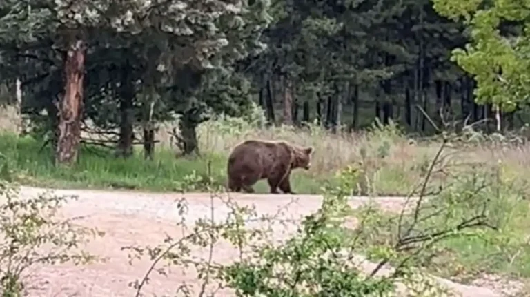 megali-kafe-arkoyda-se-dasos-stin-ptolemaida-23357