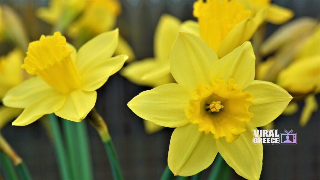 mylene2401 daffodil 4930398 1920 Viral Greece