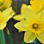 mylene2401 daffodil 4930398 1920 Viral Greece