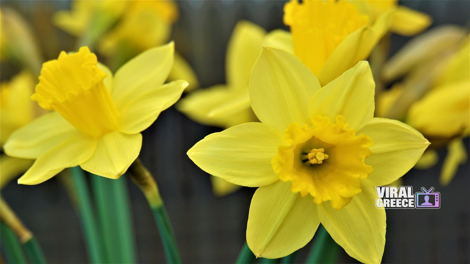 mylene2401-daffodil-4930398_1920