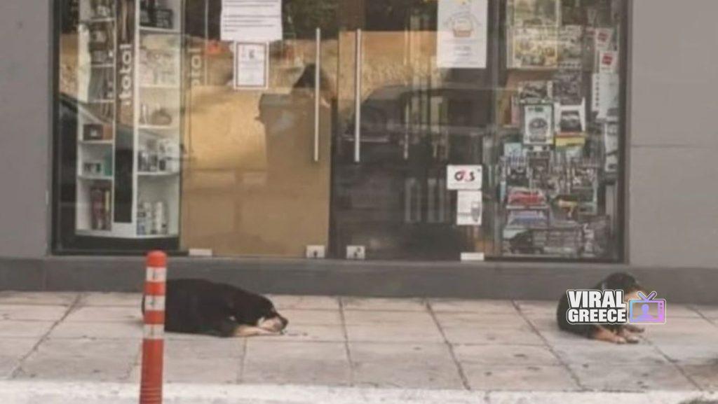 Συγκλονιστική εικόνα με σκυλάκια στα Χανιά: Πέθανε η γυναίκα που τα φρόντιζε αλλά ακόμα την περιμένουν skilia 1024x577 2