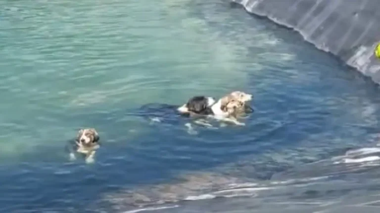 Κατερίνη: Υπάλληλοι του δήμου έσωσαν σκυλάκια από ταμιευτήρα νερού ( VIDEO ) skylia-katerinh-1200x675.jpg