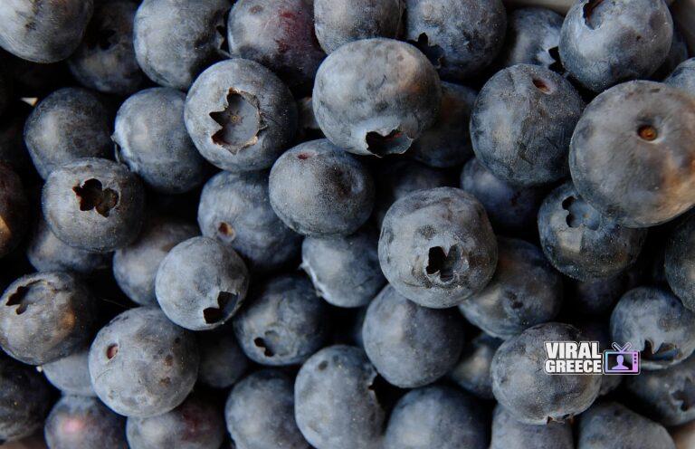 stephaniealbert-blueberry-3357568_1920