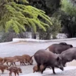 agriogourouna thrakomakedonesjpg Viral Greece Απρόσκλητοι… καλεσμένοι σε γάμο: Αγριογούρουνα εμφανίστηκαν σε εκκλησία στους Θρακομακεδόνες