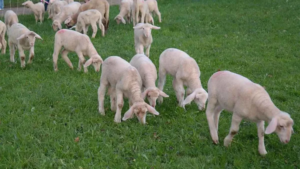 arnia provata 2 Viral Greece
